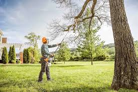 Best Tree Cabling and Bracing  in St James, NY