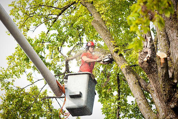 Best Hazardous Tree Removal  in St James, NY